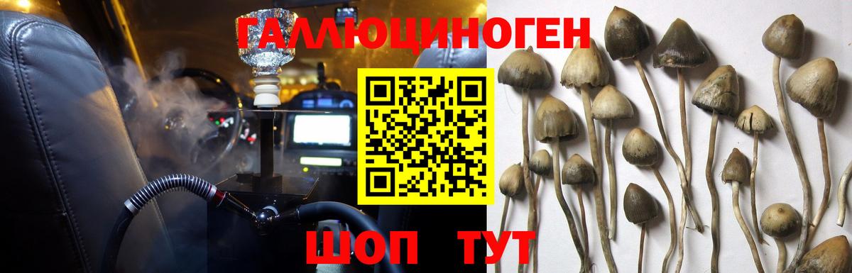 Псилоцибиновые грибы мицелий Зеленогорск